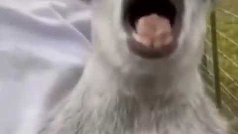 funny animal vedio