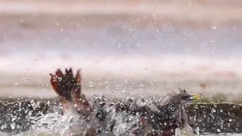 Birds Refreshing in small water pool