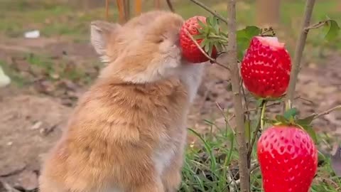 Viral cute cat #cat #catlover