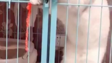 Funny cat