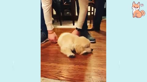You will laugh at all the DOGS ð¤£ Funny DOG Videos
