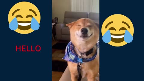 FUNNY ANIMAL DANCER AND SONG