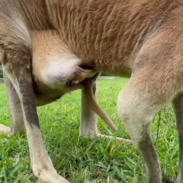 mother and child kangaroo