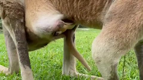 mother and child kangaroo