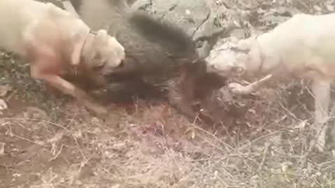 If you like the animals so you can watch this video?