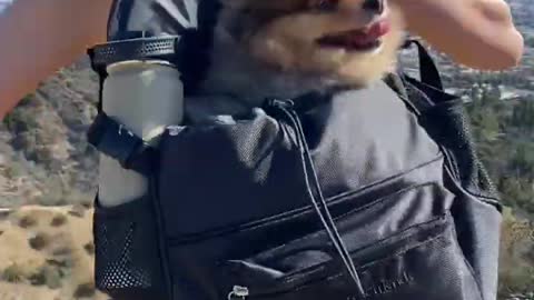 Dog backpack for small dogs and cats by Oskar&Friends