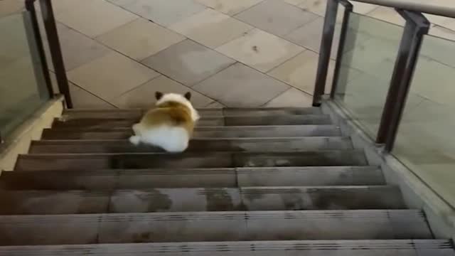 Funny Dogs animals22