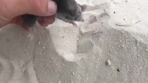 Will you be holding a super cute wild mole