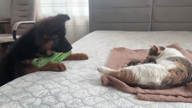 German Shepherd Puppy Meets Mom Cat with Newborn Kittens for the First Time