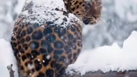 Beautiful Kitty