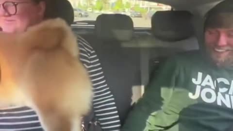 The dog