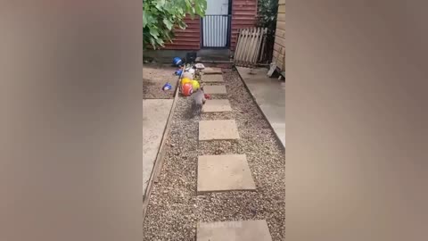 A Lot Of Funny Cats For Today - Funny Pets Videos 2022| Mad Pets