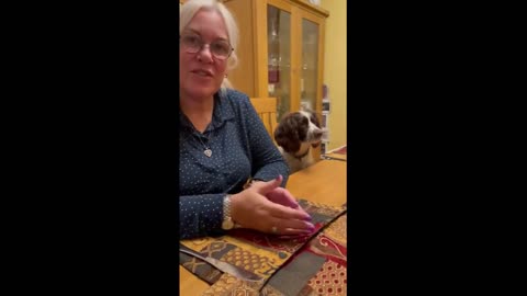 cute animails ,animails being cute#