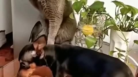 Cat vs Dog🤣🤣