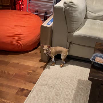 My dogs boots made her forget how to walk