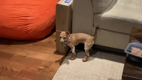 My dogs boots made her forget how to walk