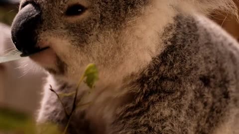 Koala eating leaves😍😍❤️