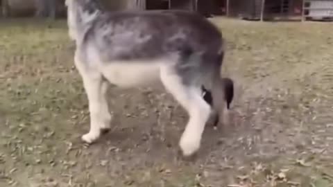 🐾🤣 Animal Antics: The Funniest Pets on the Planet! 😆 Part 62