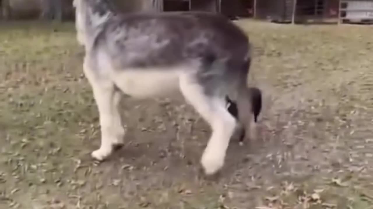 πΎπ€£ Animal Antics: The Funniest Pets on the Planet! π Part 62
