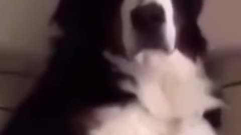 Funny pets compilation video