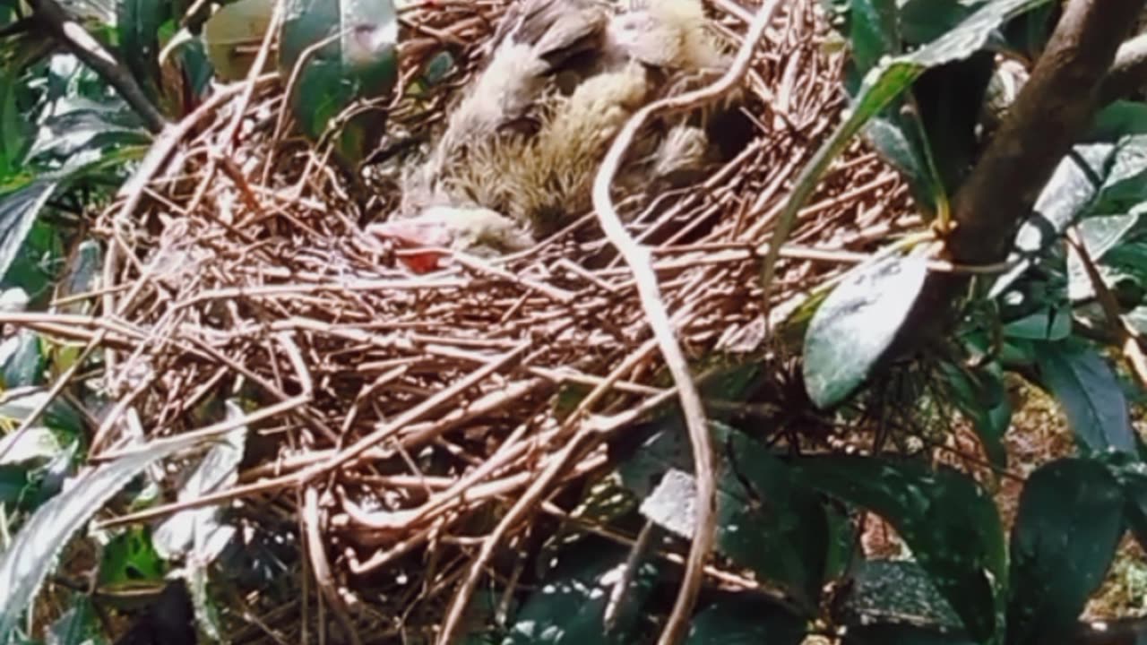 the eagle attacks the chicks when the parents go out to find food