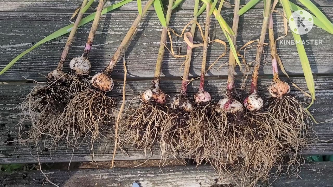 Garlic Kitty Litter Bucket Style