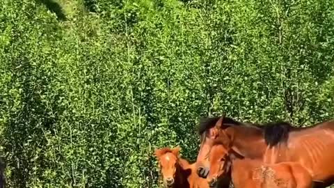 Beautiful Nature - Beautiful Horses