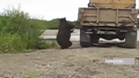 "Funny Animal Videos: Man vs. Bear - Chasing Car and Scaring Man, Funniest Compilation"