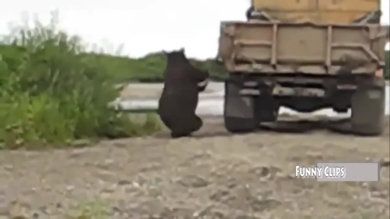 "Funny Animal Videos: Man vs. Bear - Chasing Car and Scaring Man, Funniest Compilation"