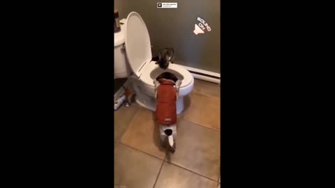 Mischievous puppy and kitty are always up to no good