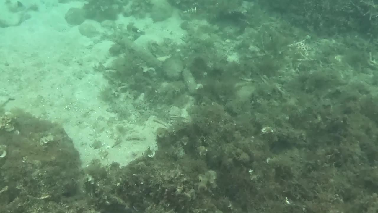 Snorkeling Adventure, There’s something so magical about being around a healing reef.