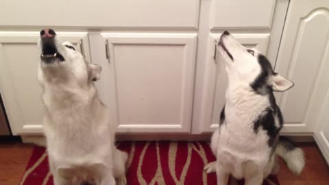 Siberian Husky sings Happy Birthday