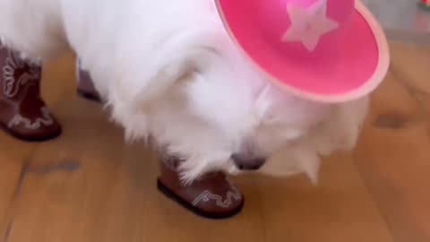 Cow girl coco, cute lil doggie, sweet moments