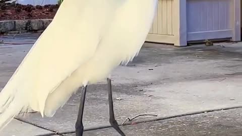 #bird