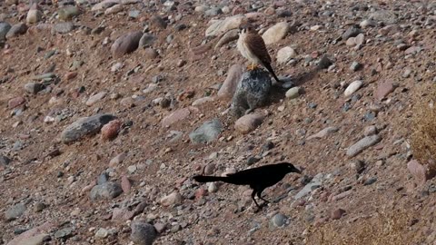 Grackle Chases Kestrel