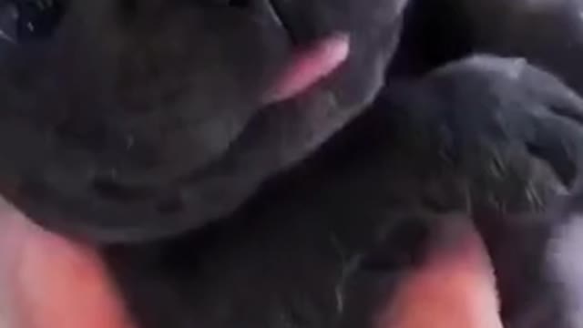 #FrenchBulldog gets a #bath in the sink #puppy 📹 @izzythefrenchie
