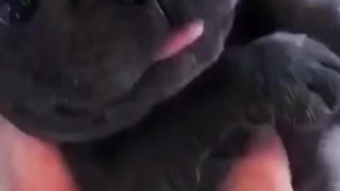 #FrenchBulldog gets a #bath in the sink #puppy 📹 @izzythefrenchie