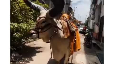 God's Nandi bull is going on the road