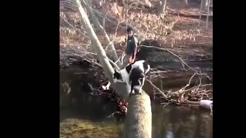 Funniest Pets & Animals of the Week | Funny Pet Videos