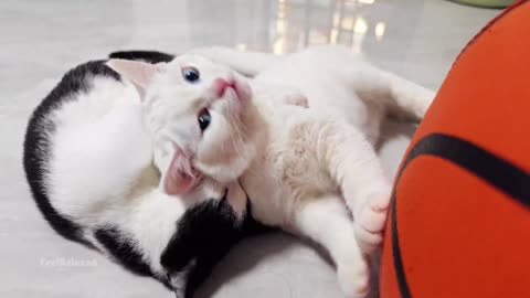 Cute cats fight every day@#@#