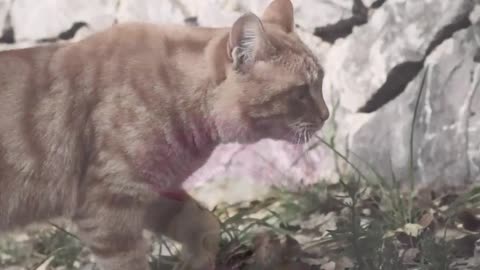 Sweet moments in the life of pets😍🐈‍⬛️🐈