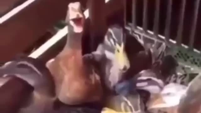 duck seems to laugh like you