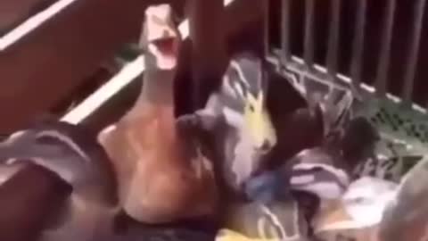 duck seems to laugh like you