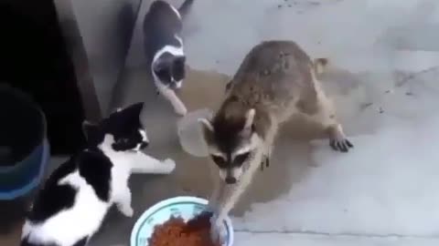 Funny animal videos|Cute animal videos |Funny dog&cat videos|Hilarious pet videos|Funny video