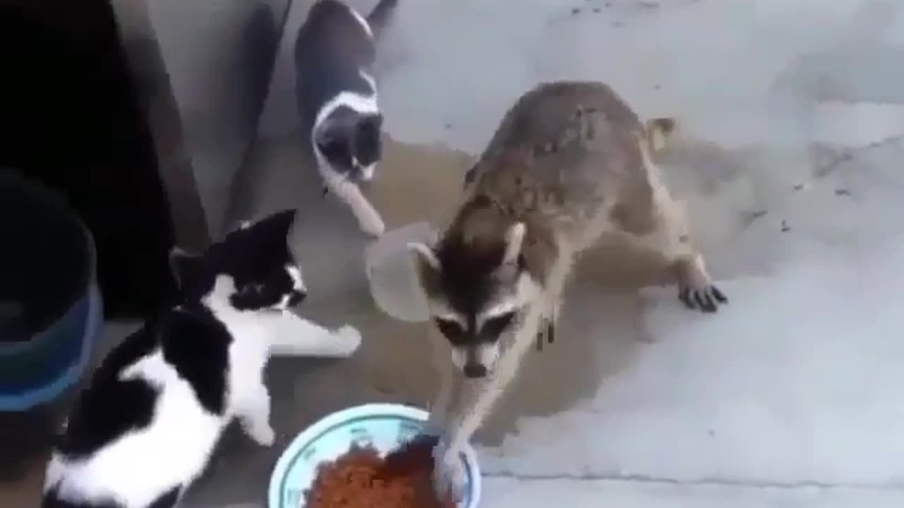 Funny animal videos|Cute animal videos |Funny dog&cat videos|Hilarious pet videos|Funny video
