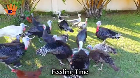 Hen and Turkey
