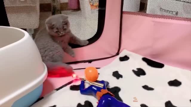 Funniest Animals - Best Of The 2021 Funny Animal Videos That Your Gonna Love