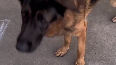 "don't worry my dog's friendly"