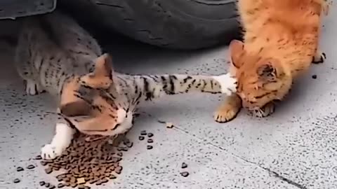 Respect short video😱