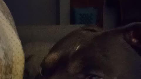 Turn Volume Up Storm has his ears peeled listening for the baby chickens, High Alert!!